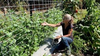 Visiting Two Gardens - Brassicas, Raspberries and Apples!  | Permaculture Life