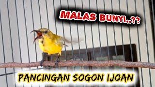 SOGON TROTOL GACOR NGLEPER PANCINGAN SOGON IJOAN AGAR BUNYI     #sogon #sogonijoan #sogontrotolgacor