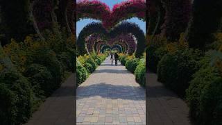 A day in Dubai Miracle Garden @dubaimiraclegarden @miraclegardensubai #miraclegarden #dubai