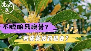 【寄养桂花】花友寄来桂花，不脱胎只换骨？只有两成救活的机会？Rescue Osmanthus fragrans.