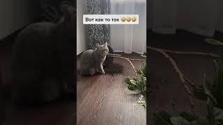 Приколы с кошками ‍⬛ смешное видео  коты и кошечки