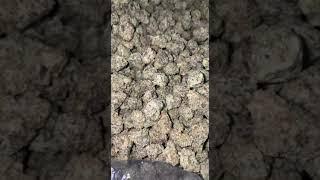 Buy Skywalker OG Strain - 420 Skywalker OG Strain Mail Order USA