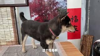 柴犬的体色代表性格吗？黑柴会更凶一点吗？