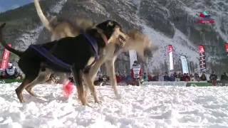 La Grande Odyssée Savoie Mont Blanc 2017 - Teaser