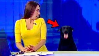 Best Dogs News Bloopers