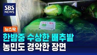 "뭘 옮기나?" 한밤중 수상한 배추밭…농민도 경악한 장면 / SBS / 뉴스딱