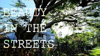 The Beauty of Brisbane’s Streets