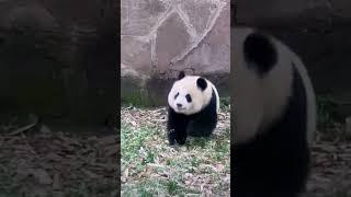 跑起来太可爱了吧的！ #panda #大熊貓