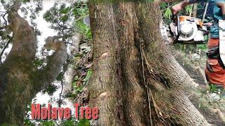 Taking down High quality Molave wood||ms070 tecomec//Totordz Tv