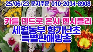 세월농부 향기난초 특별판매 라이브 심야의 찐향기 꽃 소개