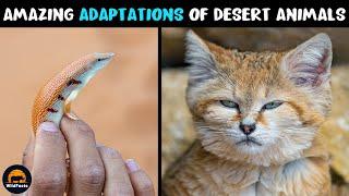 10 Amazing Adaptations of Desert Animals