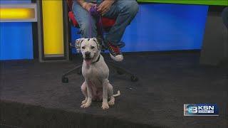 Pet Project: Sweet Ellie Mae looking for her fur-ever home