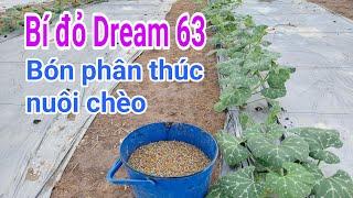 Bí đỏ Đồng Tiền Vàng: P10-Bón phân thúc nuôi chèo