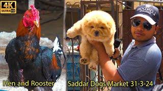 Saddar Dogs Market Karachi 31-3-24 | Hen and Rooster | سوق للدواجن والكلاب | कुत्तों का बाज़ार