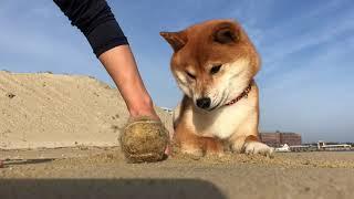 さようなら2020年　柴犬ゆき Shiba inu, Yuki