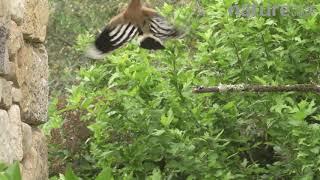 Hoopoe (Upupa epops) male and female pair visiting nest to feed chicks, France