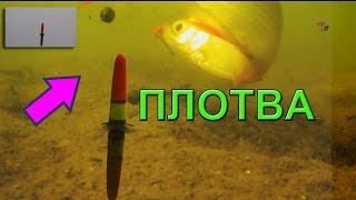 Поклевка Плотвы на поплавочную удочку.  Подводная съемка. Fishing Рыбалка на озере, Адыгея