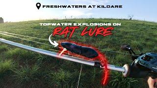 VICIOUS TOPWATER EXPLOSIONS on this RAT LURE - Freshwaters at Kildare