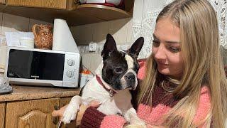 Verdensmester hund - world champion Boston terrier - TVRaf nr. 34