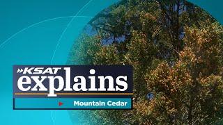 What is mountain cedar? KSAT Explains