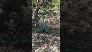 The Indian Peacock (Pavo cristatus) Showing off for a Peahen