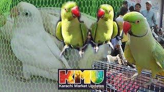 Sunday Bird Market Lalukhet Karachi Pakistan - Lalukhet Pets Market Latest Updates