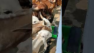 Automatic water bowls for cows and Goats |CJ farms