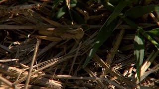 Weather Wise: Grasshoppers and rain in Montana