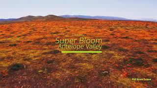 Super Bloom California Antelope Valley 2023