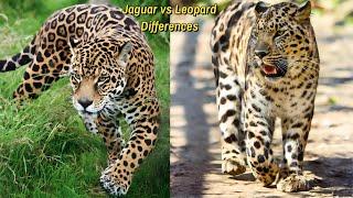 Jaguar Vs Leopard Differences and Facts: Untangle the Mysteries