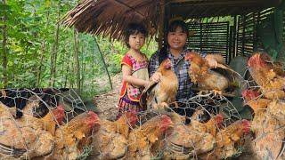 7th Harvest of Long Beans Luyen and Kieu bought a second flock of chickens.