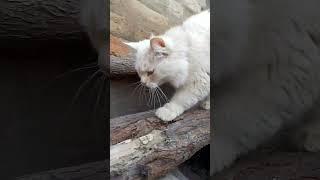 funny cats _333