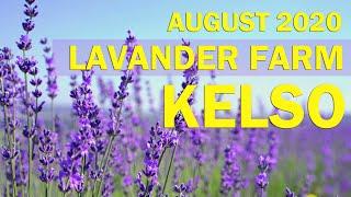 Beautiful Lavender Fields @ Kelso Farm - Milton - Aug 2020