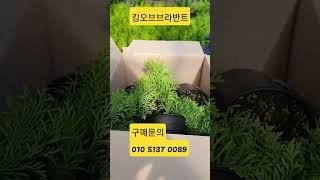 2023년 신품종 침엽수 킹오브브라반트 포장작업. #가평묘목농원 #침엽수  #조경수#shorts