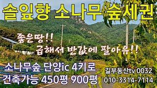 [소나무숲 소형임야 032] 소백산국립공원아래 소나무숲 숲세권 전원주택지매매