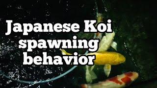 Japanese koi spawning behavior