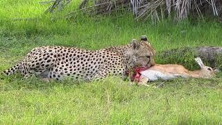 Safaris Kenya Masai mara national reserve tour cost