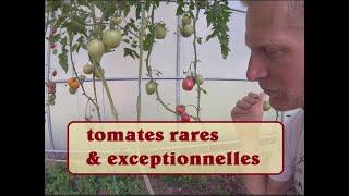 tomates: nouveautés 2024