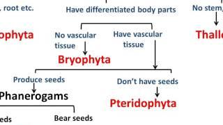 Biology - Plant Kingdom - Diversity in Living Organisms - Part 5 - English