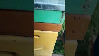Аромат Вереского мёда,жаль ,что камера не передаёт этот запах!