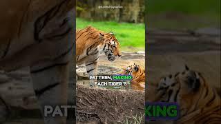 Tiger Tales: Exploring Intriguing Facts | Nature Explorer Hub