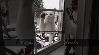 #funny #funnyshorts #funnymemes #memes #cat #pets #cute #fyp#PP