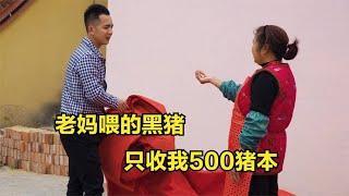 明二锅买了老妈养的黑猪，只要500块的猪本，简直对子女好到极致