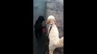 Care4Pets - Dog Walking Stockport