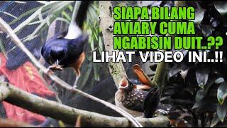 GAK JAMAN AVIARY CUMA NGABISIN DUIT..NGILER LIAT AVIARY SI OM INI, ANAKAN BURUNG BERMUNCULAN