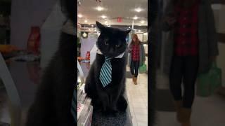 When you close in 5 min but the clients keep coming #cat #funny #work