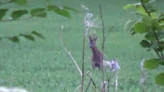 A few interesting bucks including a murder buck