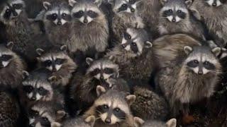 Guy Finds Insane Number Of Raccoons Stuck Inside Dumpster