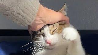 Annoying My Cat 24/7 Until 100k Subscribers