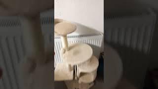 Наш Кот  имеет целую Квартиру//